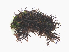 Chondracanthus acicularis