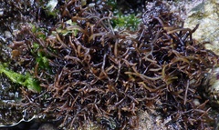 Chondracanthus acicularis