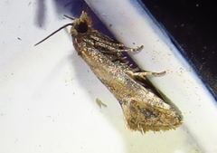 Platphalonidia
