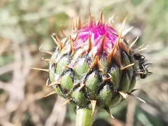 Klasea nudicaulis