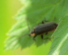 Atalantycha dentigera