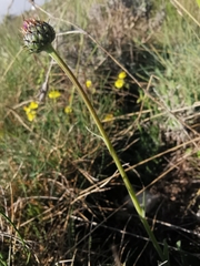 Klasea nudicaulis