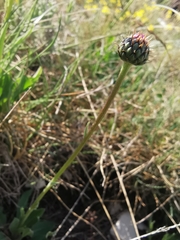 Klasea nudicaulis