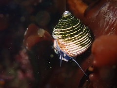 Calliostoma ligatum