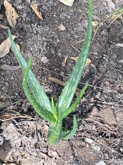 Aloe