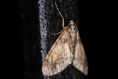 Trichopteryx ussurica
