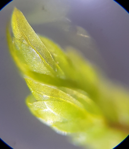 Image of Fissidens osmundioides by (c) Helen Waterman, some rights reserved (CC BY)