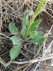 Klasea nudicaulis