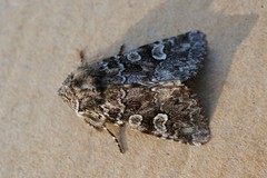 Pachetra sagittigera