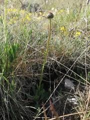 Klasea nudicaulis