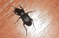 Pterostichus