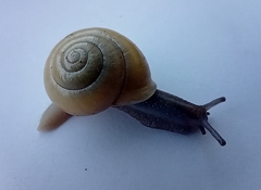 Cepaea hortensis