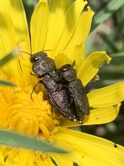 Anthaxia quadripunctata