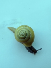 Cepaea hortensis