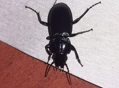 Pterostichus