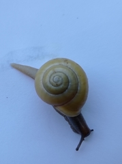 Cepaea hortensis