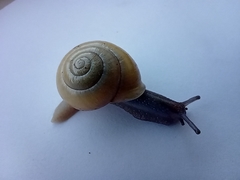 Cepaea hortensis
