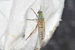 Cliorismia