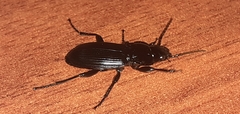 Pterostichus