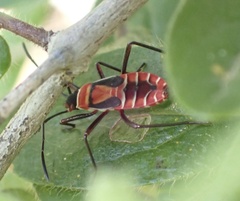 Dysdercus nigrofasciatus