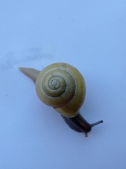 Cepaea hortensis