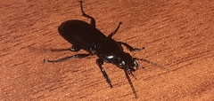 Pterostichus