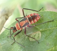 Dysdercus nigrofasciatus