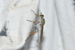 Cliorismia