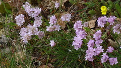Armeria girardii