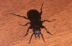Pterostichus
