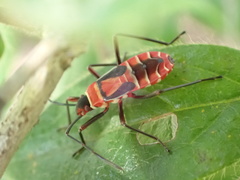 Dysdercus nigrofasciatus