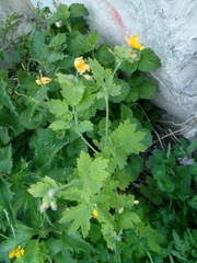 Chelidonium majus