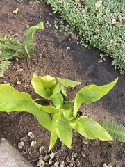 Syngonium podophyllum
