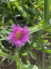Carpobrotus