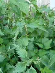 Urtica dioica