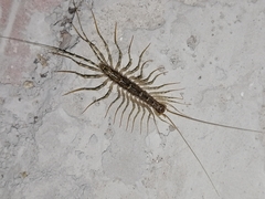 Thereuonema tuberculata