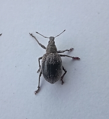Sciaphobus squalidus
