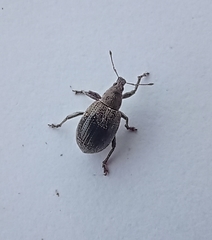 Sciaphobus squalidus