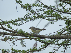 Vireo philadelphicus