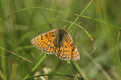 Melitaea parthenoides