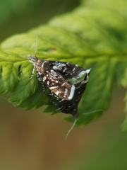 Prochoreutis myllerana