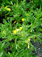 Senecio carnosulus
