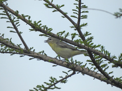 Vireo philadelphicus