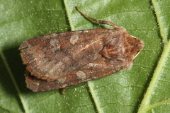 Cerastis leucographa