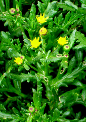 Senecio carnosulus