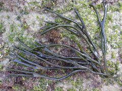 Codium tomentosum