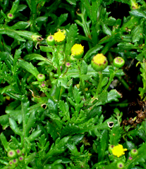 Senecio carnosulus