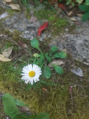 Bellis perennis