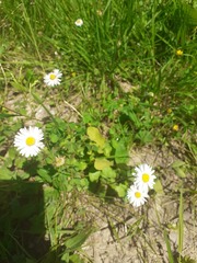 Bellis perennis