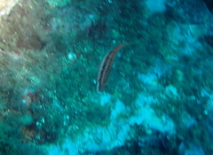 Symphodus doderleini